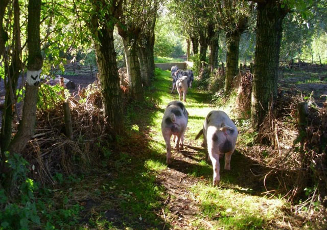 Waardoor Bonte Bentheimer varkens bijna uitgestorven waren (en nu juist weer in aantal toenemen)